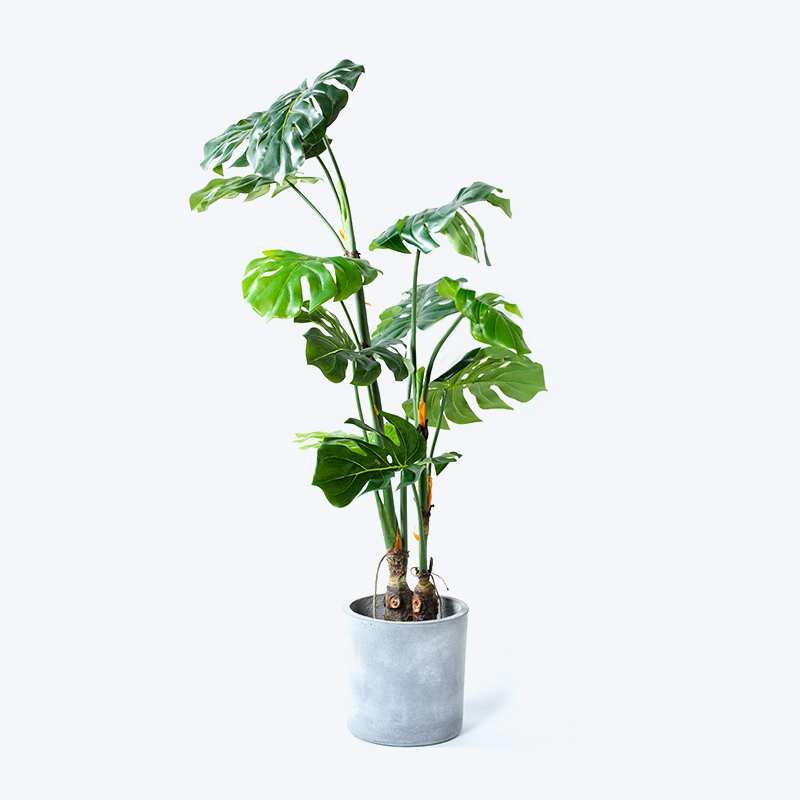 Falsk grön växt och kruka Monstera-m